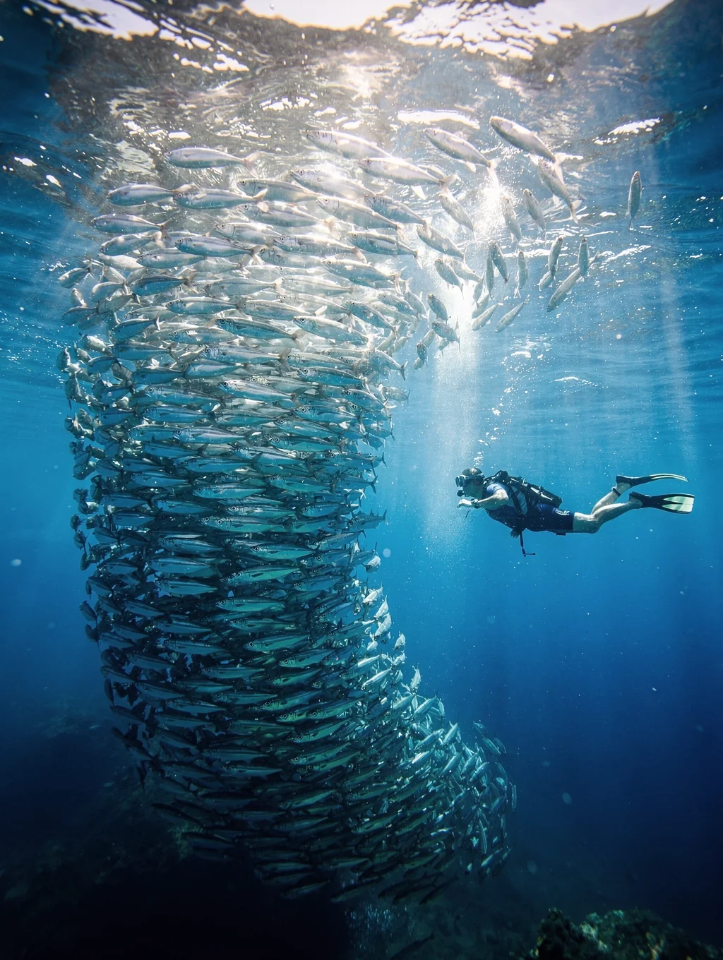 Moalboal Sardine Run